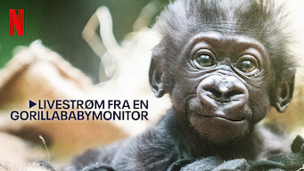 Livestrøm fra en gorillababymonitor (2023)